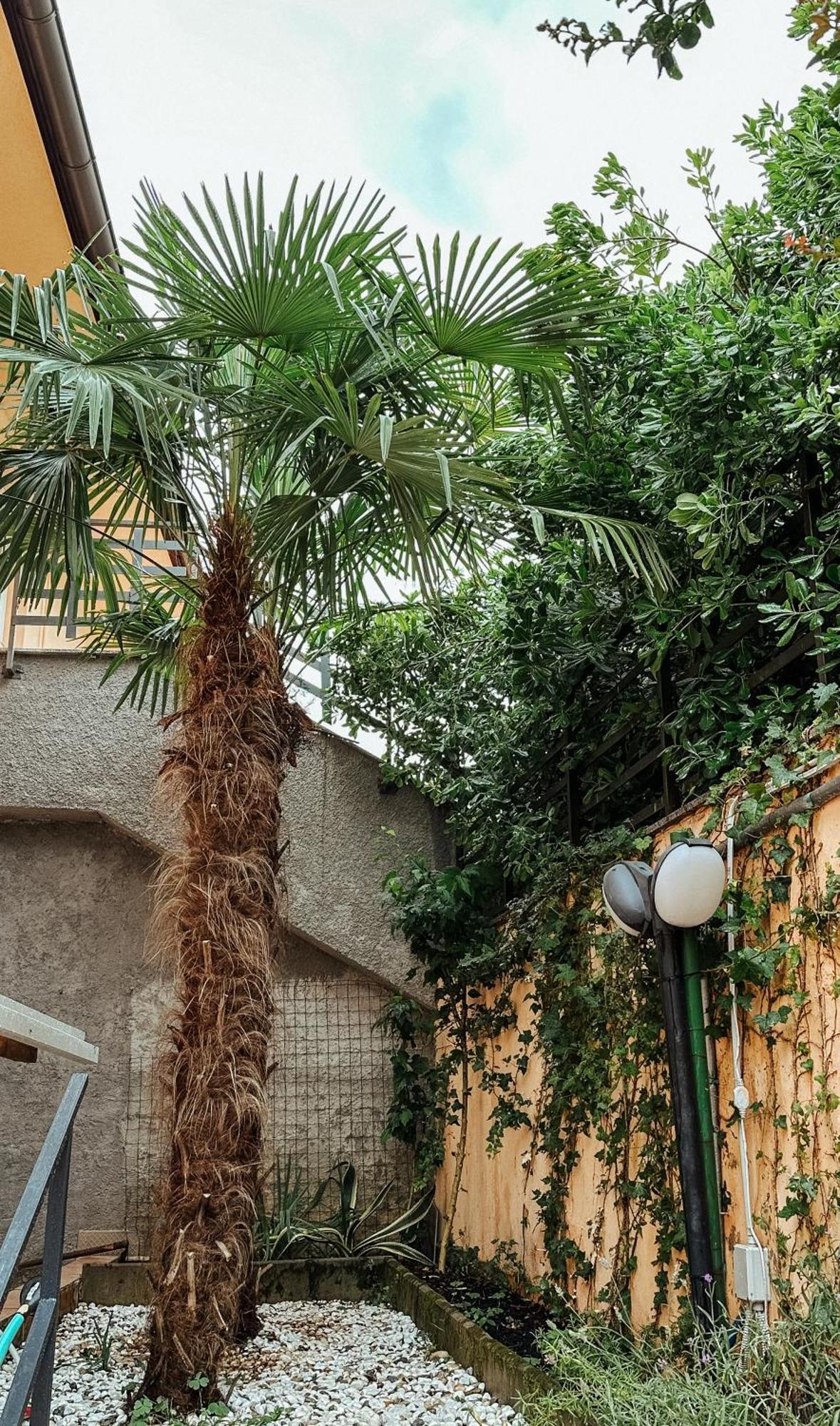 Apartmani Jelena Abbazia Esterno foto
